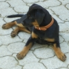 Hofhund Bonita
